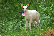 Whitetail Fawn #17 Photograph by Brook Burling