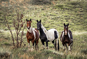 Wild Horses #17 Photograph by Laura Terriere Wild Horses #17 Photograph by Laura Terriere