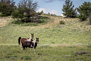 Wild Horses #18 Photograph by Laura Terriere Wild Horses #18 Photograph by Laura Terriere