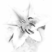 1812 BW Lily Open Face Photograph by Vicki Hone Smith