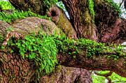 Angel Oak Tree Branches #3 Photograph by Louis Dallara Angel Oak Tree Branches #3 Photograph by Louis Dallara