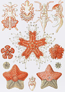 Asteridea by Ernst Haeckel Painting by Mango Art