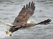 Bald Eagle fishing #2 Photograph by Alan Moore Bald Eagle fishing #2 Photograph by Alan Moore
