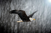 Bald Eagle #2 Photograph by Patrick Boening
