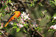 Baltimore Oriole #2 Photograph by Brook Burling