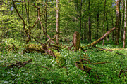 Bialowieza National Park, Poland #1 Photograph by Dubi Roman