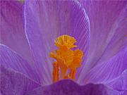 Crocus #1 Photograph by Juergen Roth Crocus #1 Photograph by Juergen Roth