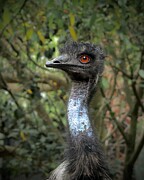 Emu #2 Photograph by Sarah Lilja Emu #2 Photograph by Sarah Lilja