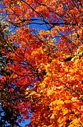 Fall Leaves #2 Photograph by Merle Grenz
