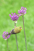 Finch on Allum #2 Photograph by Brook Burling