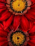 Flowers #3 Photograph by Stephen Dorton
