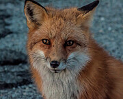 Foxy #2 Photograph by Cathy Kovarik Foxy #2 Photograph by Cathy Kovarik