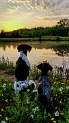 German Shorthaired Pointer #2 Photograph by Brook Burling
