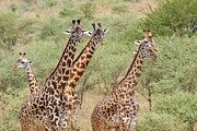 Giraffes #2 Photograph by John Walsh Giraffes #2 Photograph by John Walsh