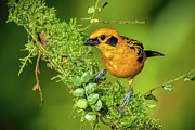 Golden Tanager La Florida Cali Colombia Photograph by Adam Rainoff
