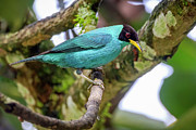 Green Honeycreeper Entreaguas Ibague Tolima Colombia #2 Photograph by Adam Rainoff