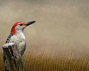 Mr. Red Belly #2 Photograph by Cathy Kovarik