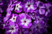 Nature Art #2 Photograph by Robert Grac Nature Art #2 Photograph by Robert Grac