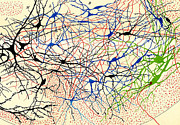 Nerve Cells Santiago Ramon Y Cajal #1 Drawing by Science Source Nerve Cells Santiago Ramon Y Cajal #1 Drawing by Science Source