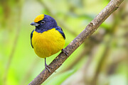 Orange-bellied Euphonia #2 Photograph by Adam Rainoff