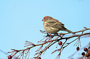 Purple Finch #2 Photograph by Brook Burling