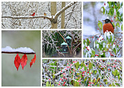 Seasons Greetings #2 Photograph by PJQandFriends Photography