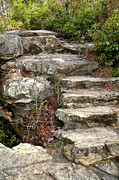 Steps Into The Forest #2 Photograph by Phil Perkins