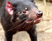 Tasmanian Devil #2 Photograph by Sarah Lilja