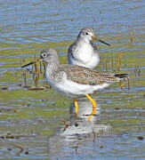 2 Yellow Legs Photograph by Rosie Lee