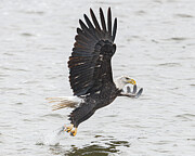 Bald Eagle #20 Photograph by Alan Moore Bald Eagle #20 Photograph by Alan Moore