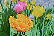 2020 Acewood Tulips Front Lawn Photograph by Janis Senungetuk