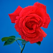 2020 Rose Photograph by Richard Cummings