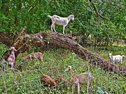 2021 Backyard Goats 4 Photograph by Janis Senungetuk