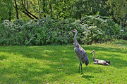 2024 Sandhill Cranes Flying Lessons Resting Photograph by Janis Senungetuk