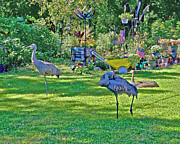 2024 Sandhill Cranes Flying Lessons Time Out Photograph by Janis Senungetuk