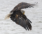 Bald Eagle #21 Photograph by Alan Moore Bald Eagle #21 Photograph by Alan Moore