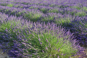 Field of Lavender Photograph by Kathleen Lattimer