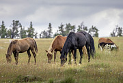 Wild Horses #22 Photograph by Laura Terriere Wild Horses #22 Photograph by Laura Terriere