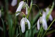 Spring vibes #23 Photograph by Robert Grac