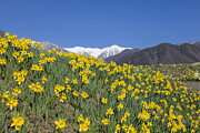 Nagano Prefecture, Japan #26 Photograph by Tadao Yamamoto/Aflo