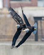 Bald Eagle #28 Photograph by Alan Moore Bald Eagle #28 Photograph by Alan Moore