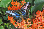 Blue Monarch Photograph by Kathleen Lattimer