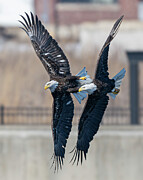 Bald Eagle #29 Photograph by Alan Moore Bald Eagle #29 Photograph by Alan Moore