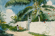 A Garden in Nassau #3 Painting by Winslow Homer