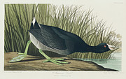 American Coot #3 Drawing by John James Audubon