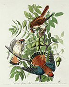 American Sparrow Hawk #3 Drawing by John James Audubon