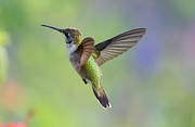Black-chinned hummingbird #3 Photograph by Puttaswamy Ravishankar Black-chinned hummingbird #3 Photograph by Puttaswamy Ravishankar