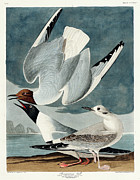 Bonapartian Gull #3 Drawing by John James Audubon
