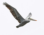 Brown Pelican #3 Photograph by Joe Fisher