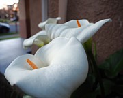 Calla Lily  Sunrise #3 Photograph by Richard Thomas